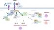 TNF reduces osteogenic cell fate in PDL cells at transcriptional and functional levels without alteration of periodontal proliferative capacity.