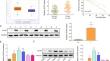 WTAP promotes laryngeal carcinoma cell progression by posttranscriptional activation of CTHRC1 in an m6A-YTHDF1-dependent way