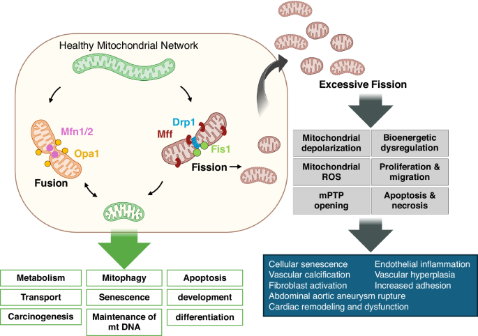 Mitochondrial fusion and fission in vascular disease.