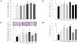 Beneficial effects of Tteokbokki sauce meeting the functional labeling system claim on dexamethasone-induced C2C12 myotube and hindlimb immobilization-induced C57BL/6J mice