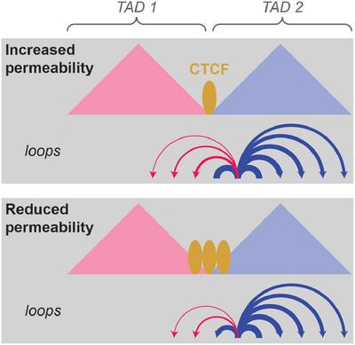 Permeable TAD boundaries and their impact on genome-associated functions