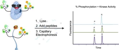 Cross-Species Applications of Peptide Substrate Reporters to Quantitative Measurements of Kinase Activity