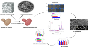 Evaluation of the antiproliferative and oxidative effects of HEMA based polymeric cryogels including N-vinyl formamide on the model eukaryotic yeast Saccharomyces cerevisiae