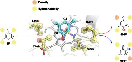 Modulating regioselectivity of CYP107J3-catalyzed isophorone hydroxylation by disrupting the hydrophobic balance of the substrate binding pocket