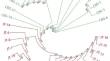 Development of single nucleotide polymorphism (SNP) markers and construction of DNA fingerprinting of Alcea rosea L. based on specific-locus amplified fragment sequencing (SLAF-seq) technology