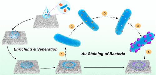 In Situ Grown Gold Nanoparticles Enable Plasmonic Staining of Bacteria for High-Performance On-Site Microbial Analysis in Drinking Water