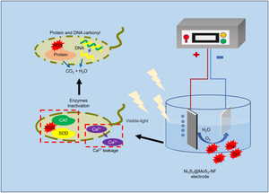 Ni3S2@MoS2 nano-arrays with Mo atomic site as efficient photoanode materials for photoelectrocatalytic inactivation of antibiotic-resistance bacteria and degradation of antibiotic-resistance gene