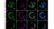 The N-region sequence context impacts the chloroplast import efficiency of multi-TMD protein.