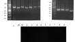 Employment of pqqE gene as molecular marker for the traceability of Gram negative phosphate solubilizing bacteria associated to plants.