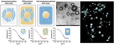 Revealing the Structural Intricacies of Biomembrane-Interfaced Emulsions with Small- and Ultra-Small-Angle Neutron Scattering.