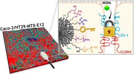 Functionalization of Silica Nanoparticles for Tailored Interactions with Intestinal Cells and Chemical Modulation of Paracellular Permeability