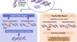 Crosstalk between the DNA damage response and cellular senescence drives aging and age-related diseases.