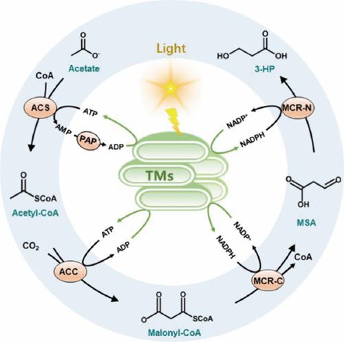 A Light-Powered <i>In Vitro</i> Synthetic Enzymatic Biosystem for the Synthesis of 3-Hydroxypropionic Acid via CO<sub>2</sub> Fixation.