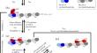 Modeling study of kinesin-13 MCAK microtubule depolymerase