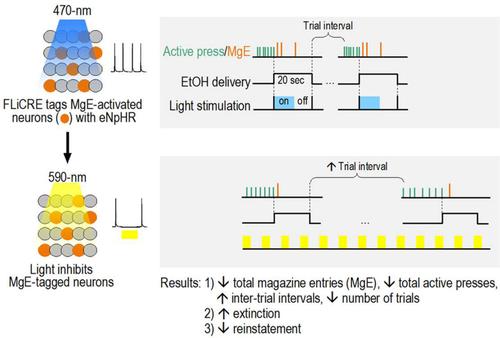 Optogenetic inhibition of light-captured alcohol-taking striatal engrams facilitates extinction and suppresses reinstatement