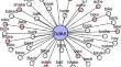 Phonetic categorization in phonological lexical neighborhoods: Facilitatory and inhibitory effects.