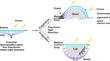 A possible origin of the inverted vertebrate retina revealed by physical modeling