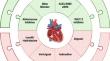 How to Optimize Goal-Directed Medical Therapy (GDMT) in Patients with Heart Failure.