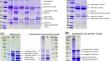 Interaction of dairy and plant proteins for improving the emulsifying and gelation properties in food matrices: a review