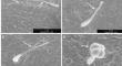 Ambulatory dispersal of Typhlodromus (Anthoseius) recki Wainstein (Acari: Phytoseiidae) along Solanceae stem.