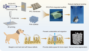 Electrospinning/3D printing-integrated porous scaffold guides oral tissue regeneration in beagles