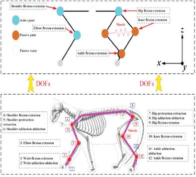 Design and Simulation of Bionic Quadruped Obstacle-Overcoming Robot