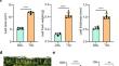 Dissecting the roles of increased mRNA m6A methylation in autotetraploidization in Stevia rebaudiana