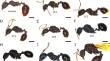 Intercastes in the ant Aphaenogaster rugulosa (Formicidae: Myrmicinae): morphological variation and adaptive potential