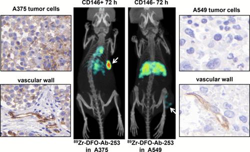 Preclinical ImmunoPET Imaging Using a Zr-89-Labeled Anti-CD146 Monoclonal Antibody for Diagnosis of Melanoma.