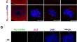 MEIKIN expression and its C-terminal phosphorylation by PLK1 is closely related the metaphase-anaphase transition by affecting cyclin B1 and Securin stabilization in meiotic oocyte.