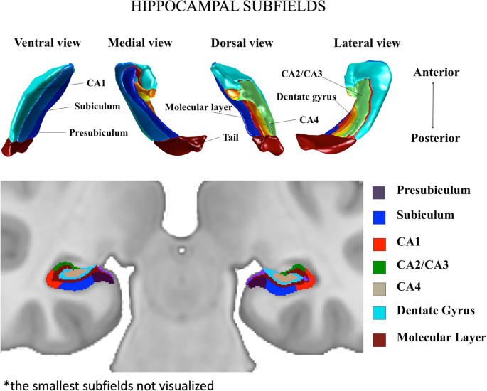 Longitudinal study on hippocampal subfields and glucose metabolism in early psychosis.