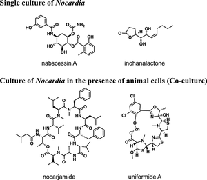 Search for natural products from actinomycetes of the genus Nocardia