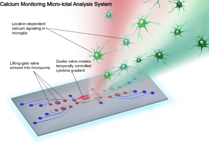 A programmable microfluidic platform to monitor calcium dynamics in microglia during inflammation