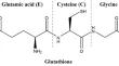 Development of QSARs for cysteine-containing di- and tripeptides with antioxidant activity:influence of the cysteine position.