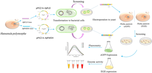 Hansenula polymorpha methanol metabolism genes enhance recombinant protein production in Komagataella phaffi.