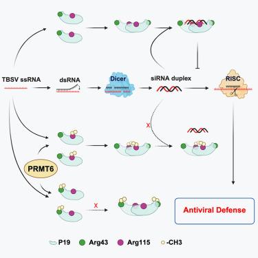 Protein arginine methyltransferase 6 mediates antiviral immunity in plants