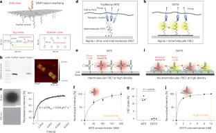 Quantifying T cell receptor mechanics at membrane junctions using DNA origami tension sensors