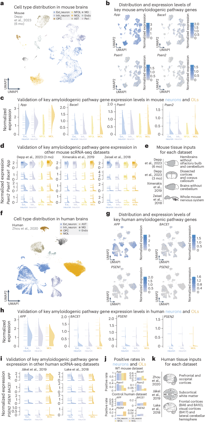 Oligodendrocytes produce amyloid-β and contribute to plaque formation alongside neurons in Alzheimer’s disease model mice