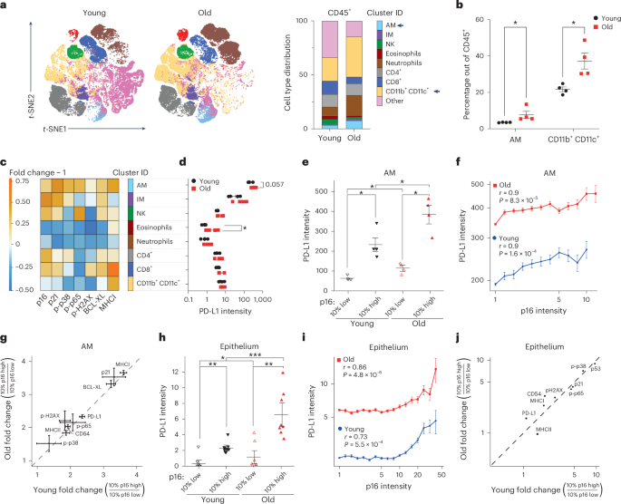 p16-dependent increase of PD-L1 stability regulates immunosurveillance of senescent cells