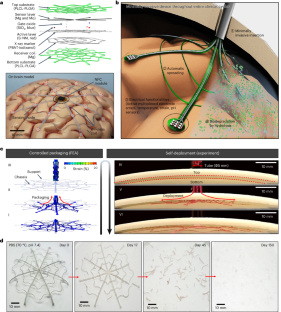 A biodegradable and self-deployable electronic tent electrode for brain cortex interfacing