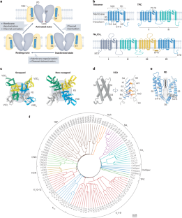 Structural biology and molecular pharmacology of voltage-gated ion channels.