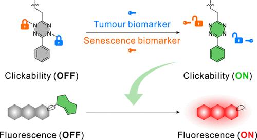 Dual-Locked Enzyme-Activatable Bioorthogonal Fluorescence Turn-On Imaging of Senescent Cancer Cells.