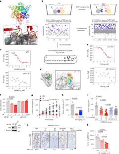 Targeting p97–Npl4 interaction inhibits tumor Treg cell development to enhance tumor immunity