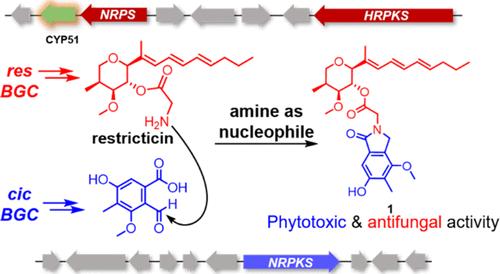 Discovery of a Hybrid Molecule with Phytotoxic Activity by Genome Mining, Heterologous Expression, and OSMAC Strategy.