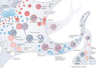 Mechanisms of autophagy–lysosome dysfunction in neurodegenerative diseases