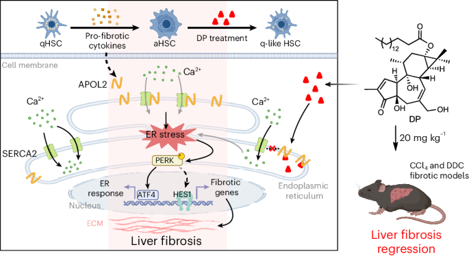 A natural small molecule alleviates liver fibrosis by targeting apolipoprotein L2.