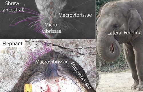 Macrovibrissae and microvibrissae inversion and lateralization in elephants