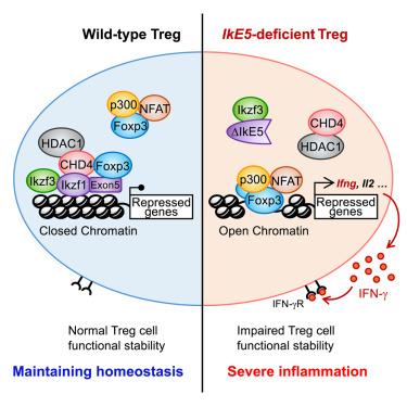 Transcription factor Ikzf1 associates with Foxp3 to repress gene expression in Treg cells and limit autoimmunity and anti-tumor immunity