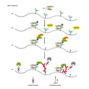 Sugar-mediated non-canonical ubiquitination impairs Nrf1/NFE2L1 activation