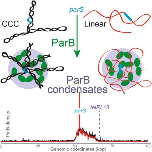 In vivo assembly of bacterial partition condensates on circular supercoiled and linear DNA.